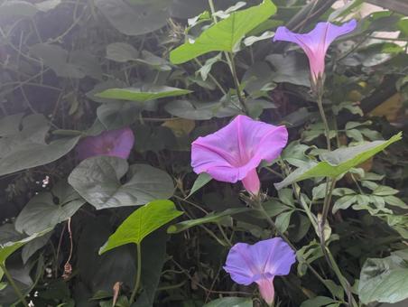 朝顔 朝顔,夏,自然の写真素材