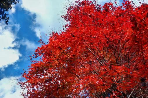 晴天と紅葉 紅葉,モミジ,赤の写真素材