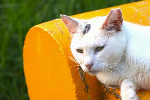 公園ネコ　沖縄県　那覇市の写真