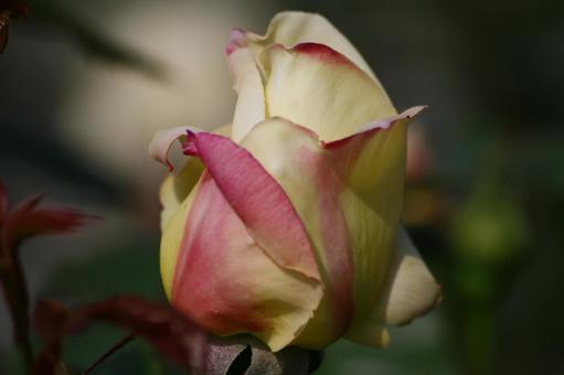 色々な薔薇 色々な薔薇の写真