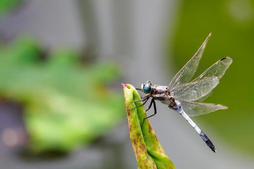 Photo, dragonfly, shicharatombo, insect, 