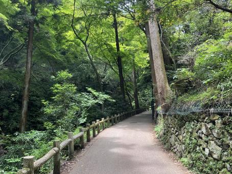 明治の森 箕面国定公園 明治の森 箕面国定公園の写真