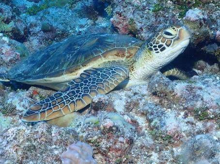 グアムのウミガメの写真