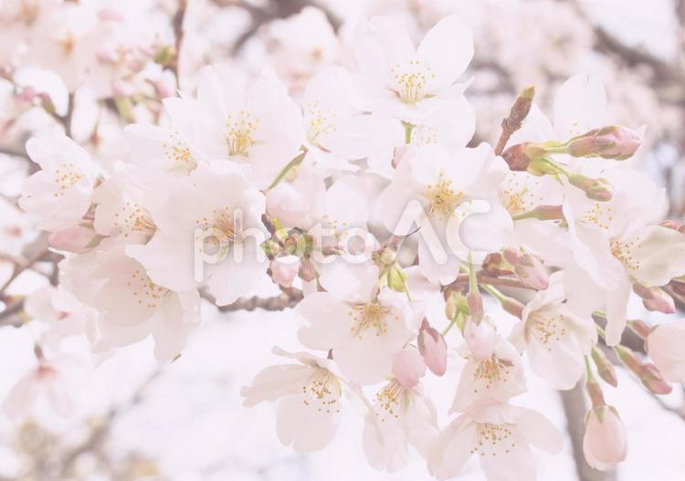 満開のソメイヨシノの花背景 桜,ソメイヨシノ,パステルカラーの写真素材