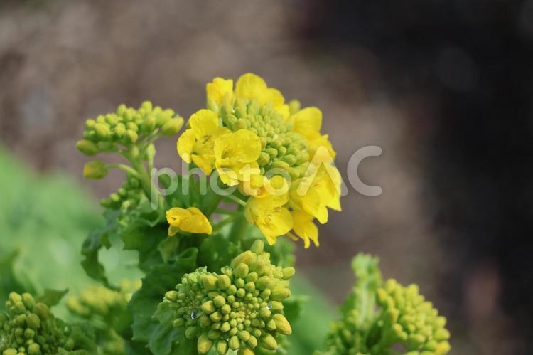 黄色の花びらの菜の花(花菜)のアップ 黄色,花びら,菜の花の写真素材