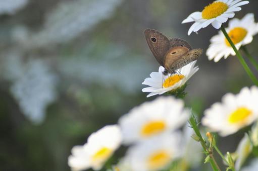 Photo, daisy, white flower, butterfly, 