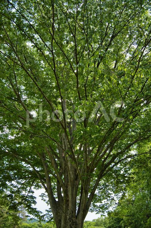 樹木 木,森,自然の写真素材