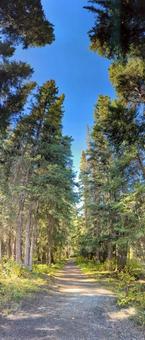 バンフ国立公園　森の道　カナダ バンフ国立公園,観光,旅行の写真素材