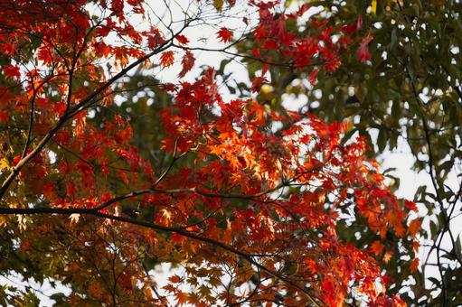 木漏れ日に輝く赤と緑の紅葉 紅葉,もみじ,モミジの写真素材