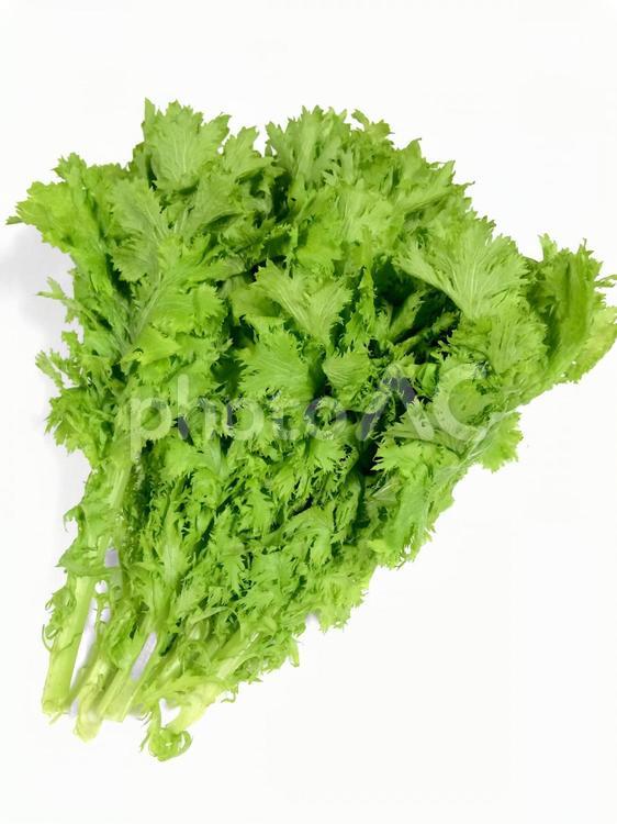 茨城県産わさび菜1 愛彩菜,わさび菜,わさびの写真素材