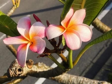 プルメリア プルメリア,フランジパニ,花の写真素材