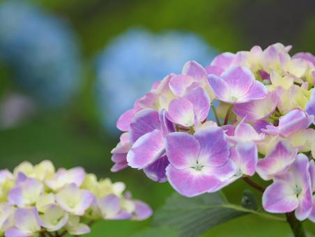 Hydrangea, JPG Hydrangea, JPG