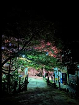 圓教寺ライトアップ 圓教寺,紅葉まつり,書写山の写真素材