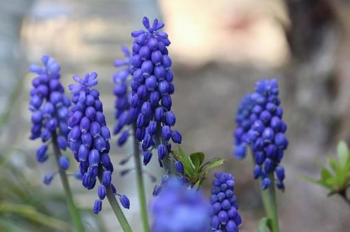 日陰に咲くムスカリ 日陰に咲くムスカリの写真