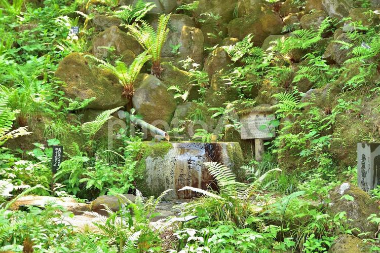 仙台市　野草園　水琴窟 水琴窟,水場,水の写真素材