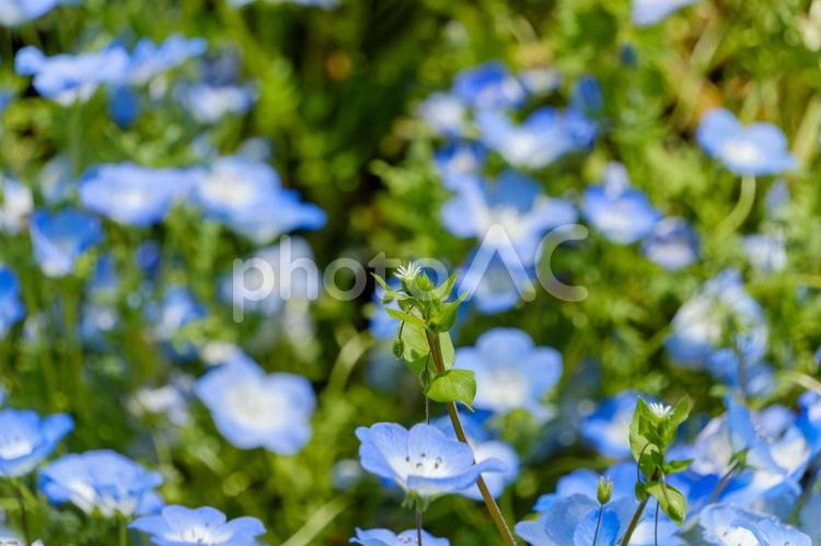 ネモフィラの中に咲く白い野草の花 ネモフィラ,青,花の写真素材