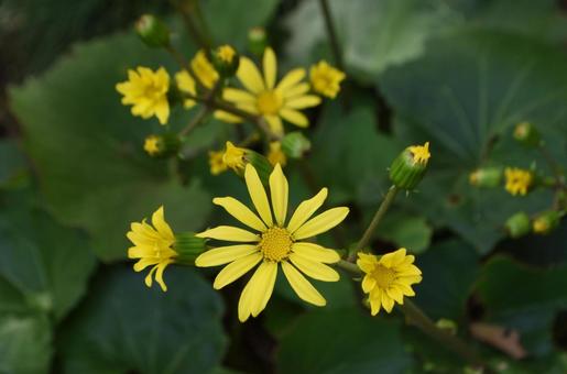 立冬：ツワブキ8 植物,ツワブキ,石蕗の写真素材