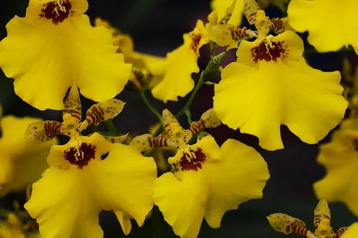 9月中旬のオンシジウムの花 9月中旬のオンシジウムの花の写真