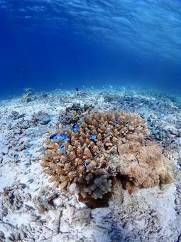 魚群 魚群 ダイビング,魚,ナンヨウハギの写真素材