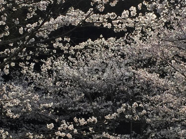晴れの日の満開の桜 桜,満開,春の写真素材