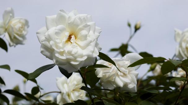 【花の写真】ばらの花 【花の写真】ばらの花 rose,植物,園芸の写真素材