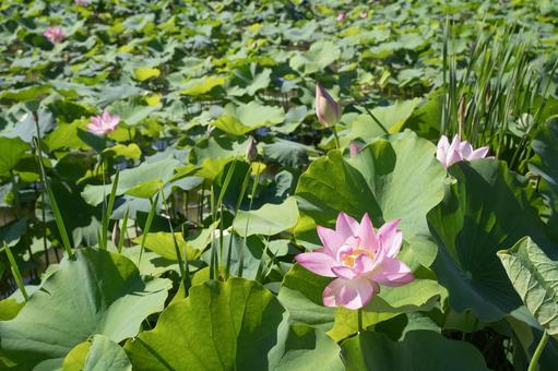 蓮の花 蓮の花の写真