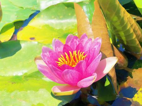 かわいい蓮の花 かわいい蓮の花の写真