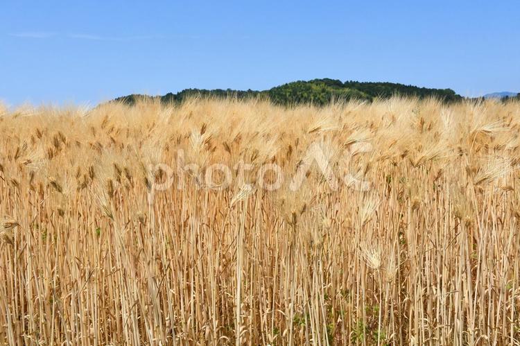 麦秋　青空と山並み2 穀物,初夏の実り,黄金色の写真素材
