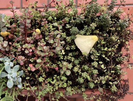 プランターの多肉植物の間に黄色いキノコ プランターの多肉植物の間に黄色いキノコの写真