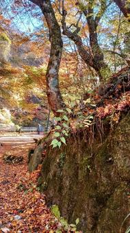 伊香保 紅葉 伊香保 紅葉の写真