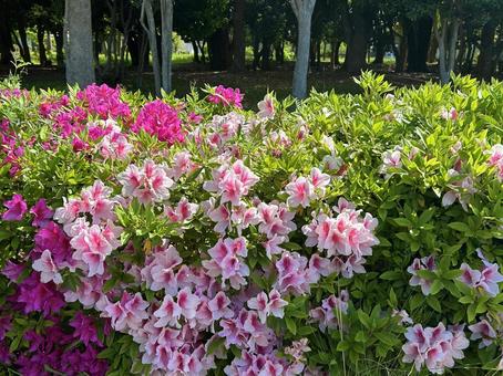 Natural scenery, greenery, walking paths, azaleas, JPG