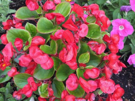赤いベゴニア 赤いベゴニア ベゴニア,花,夏の写真素材