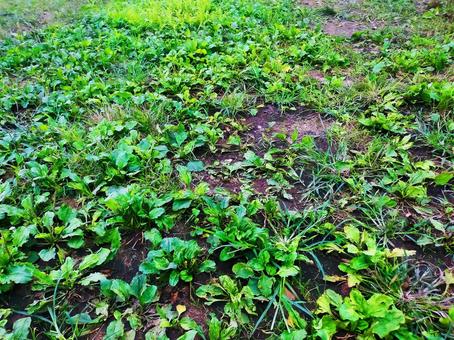 草っぱら 草っぱらの写真