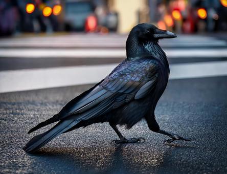 道路を歩くカラス 道路を歩くカラスの写真