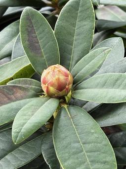    シャクナゲ蕾  シャクナゲ,蕾,花の写真素材