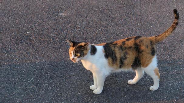 A cute calico cat enjoying the cool evening air after finishing patrol, JPG