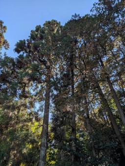 スギと空 スギ,樹木,高い木の写真素材