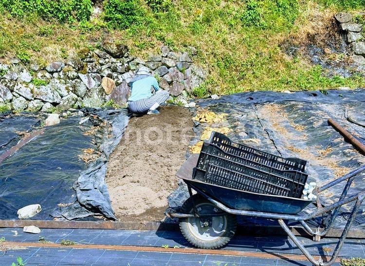 じゃがいもの収穫 ジャガイモ,野菜,土の写真素材