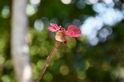 アカメガシワの芽 アカメガシワ,芽,赤の写真素材