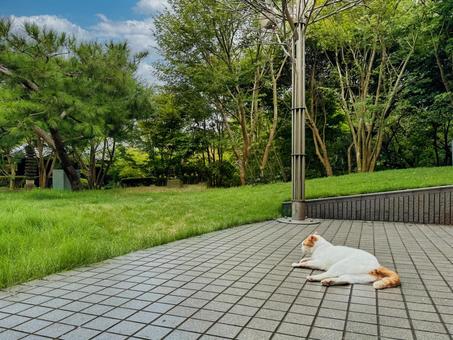 庭 ねこ,猫,庭の写真素材