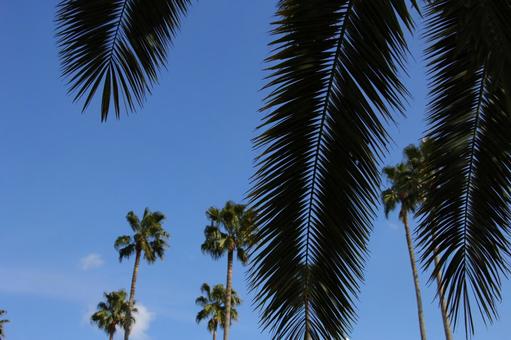 南国のヤシの木の写真