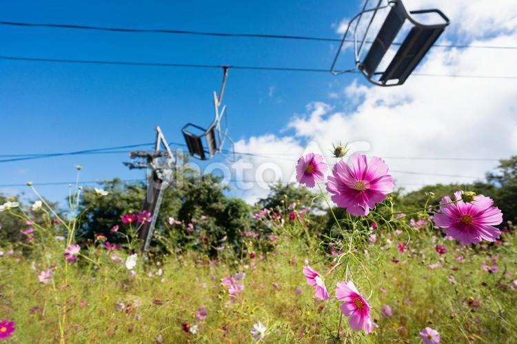 高原に咲くコスモスとロープウェイ コスモス,秋桜,高原の写真素材