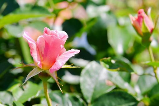 薔薇 なかの小町 薔薇 なかの小町 薔薇,なかの小町,ピンクの写真素材