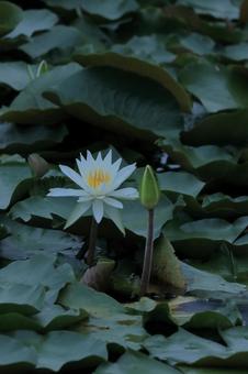 Photo, water lily, spring, natural, 