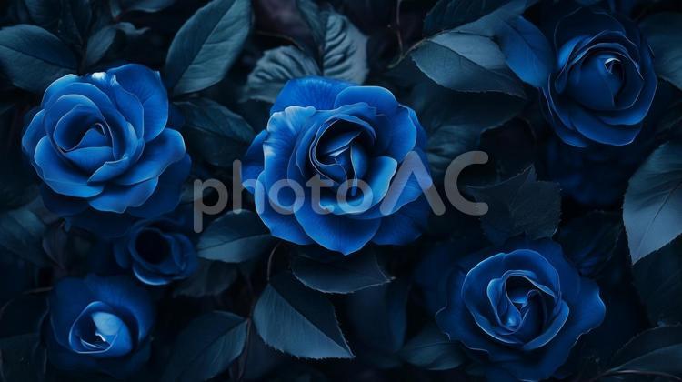 青い薔薇のイメージ 青い薔薇,青,花の写真素材