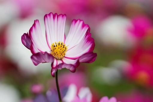 コスモス畑 ピンクと白い満開の花 コスモス畑 ピンクと白い満開の花の写真
