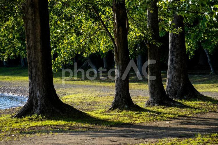 森の中の光景 健やか,健康,健康的の写真素材