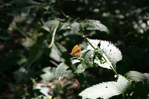 森の中で力強く生きる蝶々 森の中で力強く生きる蝶々 蝶々,森の中,光の写真素材
