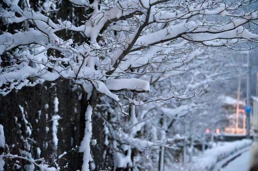 木の枝に雪 木の枝に雪の写真