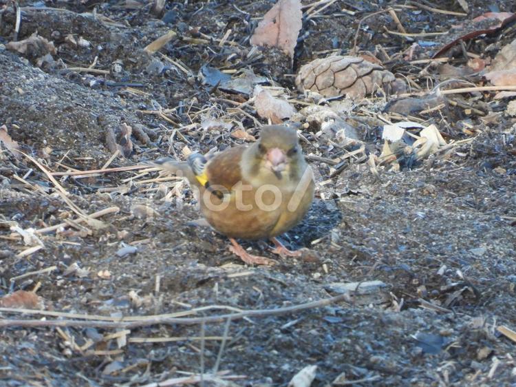 前橋市大室公園で撮ったカワラヒワ 風景,鳥,動物の写真素材